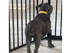 Cane Corso Puppy for sale in Ocala, FL, USA