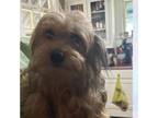 Adopt Evie a Yorkshire Terrier