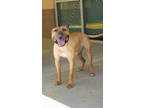 Adopt Penny a Pit Bull Terrier, Shar-Pei
