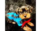Yorkshire Terrier Puppy for sale in Morgan Hill, CA, USA