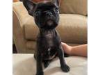 Pug Puppy for sale in Tolleson, AZ, USA