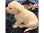 Labrador Retriever Puppy for sale in Virginia Beach, VA, USA
