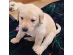 Labrador Retriever Puppy for sale in Virginia Beach, VA, USA