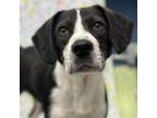 Adopt Rootbeer a Mixed Breed