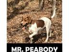 Adopt Mr. Peabody a Hound