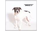 Adopt Sheisty a Pit Bull Terrier