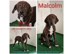 Adopt Malcolm a Mixed Breed