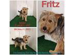 Adopt Fritz a Terrier