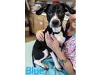 Adopt Blue a Australian Cattle Dog / Blue Heeler, Boxer
