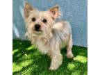 Adopt Gamble 11895 a Yorkshire Terrier