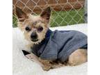 Adopt Benny a Yorkshire Terrier