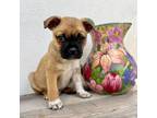 Adopt Franklin a Pug, Mixed Breed
