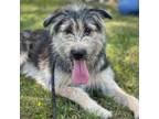 Adopt Rex a Wheaten Terrier, Mixed Breed