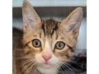 Adopt Tostito a Domestic Short Hair