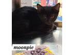 Adopt Moon Pie (FCID# 05/13/2024 - 87 Brandywine PS) C a Domestic Short Hair