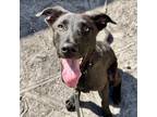 Adopt Tyler a Mixed Breed