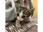 Adopt Red Hot Chili Peppers a Domestic Short Hair