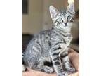 Adopt Archie - Center Foster Home a Domestic Short Hair