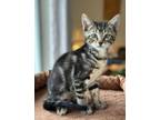 Adopt Tommy - Center Foster Home a Domestic Short Hair