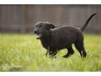 Adopt Jana litter - Cherokee (red collar) a German Shepherd Dog
