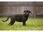 Adopt Jana litter - Tigger (orange collar) a German Shepherd Dog
