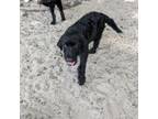 Adopt Murphy 25774 a Black Labrador Retriever, Poodle