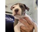 Adopt Sparkle a Mixed Breed