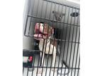 Adopt Bullseye a Pit Bull Terrier