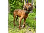 Adopt Archer a Redbone Coonhound