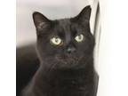Adopt Toby -- Bonded Buddy With Rory a Domestic Short Hair