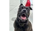 Adopt Lumber a Pit Bull Terrier, Mixed Breed