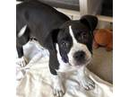 Adopt Forrest a Pit Bull Terrier