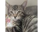 Adopt Friday (foster) a Domestic Short Hair