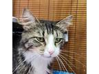 Adopt Snickers a Domestic Medium Hair