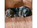 Dachshund Puppy for sale in Brave, PA, USA