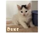 Adopt Duke - NN a Domestic Long Hair