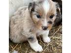 Australian Shepherd Puppy for sale in Bennett, CO, USA