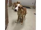 Adopt Wasabi a Hound, Pit Bull Terrier