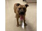 Adopt Romeo a American Staffordshire Terrier