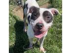 Adopt Boomer a Pit Bull Terrier