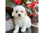 Maltipoo Puppy for sale in West Point, IA, USA