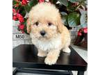 Maltipoo Puppy for sale in West Point, IA, USA