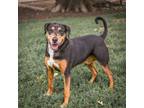 Adopt Willy a Coonhound, Mixed Breed