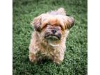 Adopt Toby a Shih Tzu, Yorkshire Terrier