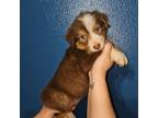 Australian Shepherd Puppy for sale in Dallas, TX, USA