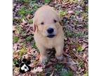 Golden Retriever Puppy for sale in Lakeland, FL, USA