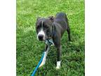 Adopt Wade a Pit Bull Terrier, Mixed Breed