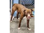 Adopt Gibson a Pit Bull Terrier, Mixed Breed