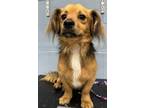 Adopt Red HW(-) a Dachshund, Mixed Breed