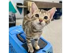 Adopt Packing Tape a Domestic Short Hair